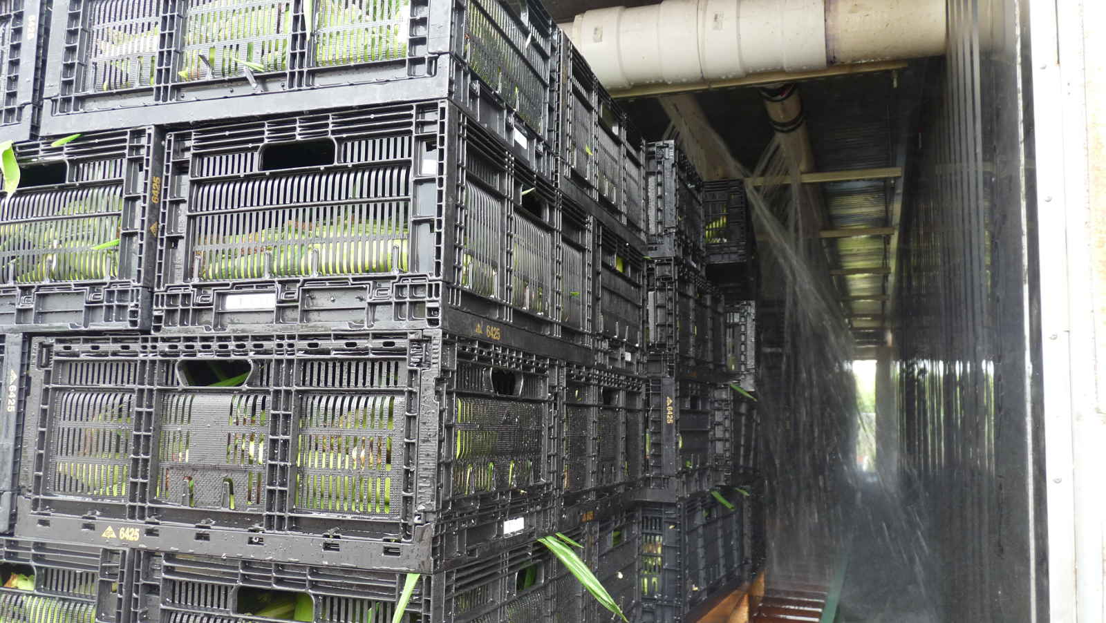 Ozonosoluzioni.it - Industria Alimentare - Hydro-cooling - 02